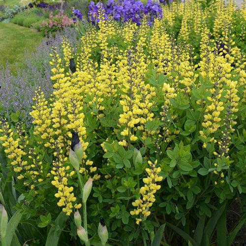 Proven Winners® Baptisia Decadence® Lemon Meringue Potted Baptisia Plant