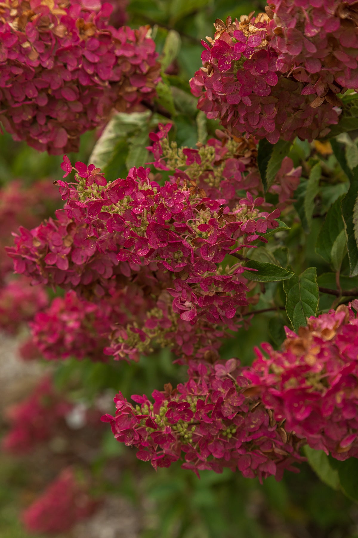 First Editions® Berry White® Panicle Hydrangea Bare Root Hydrangea Bush