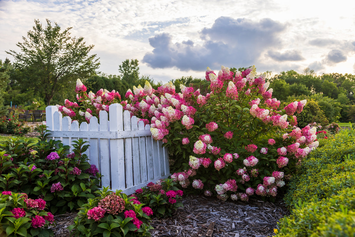 First Editions® Berry White® Panicle Hydrangea Bare Root Hydrangea Bush