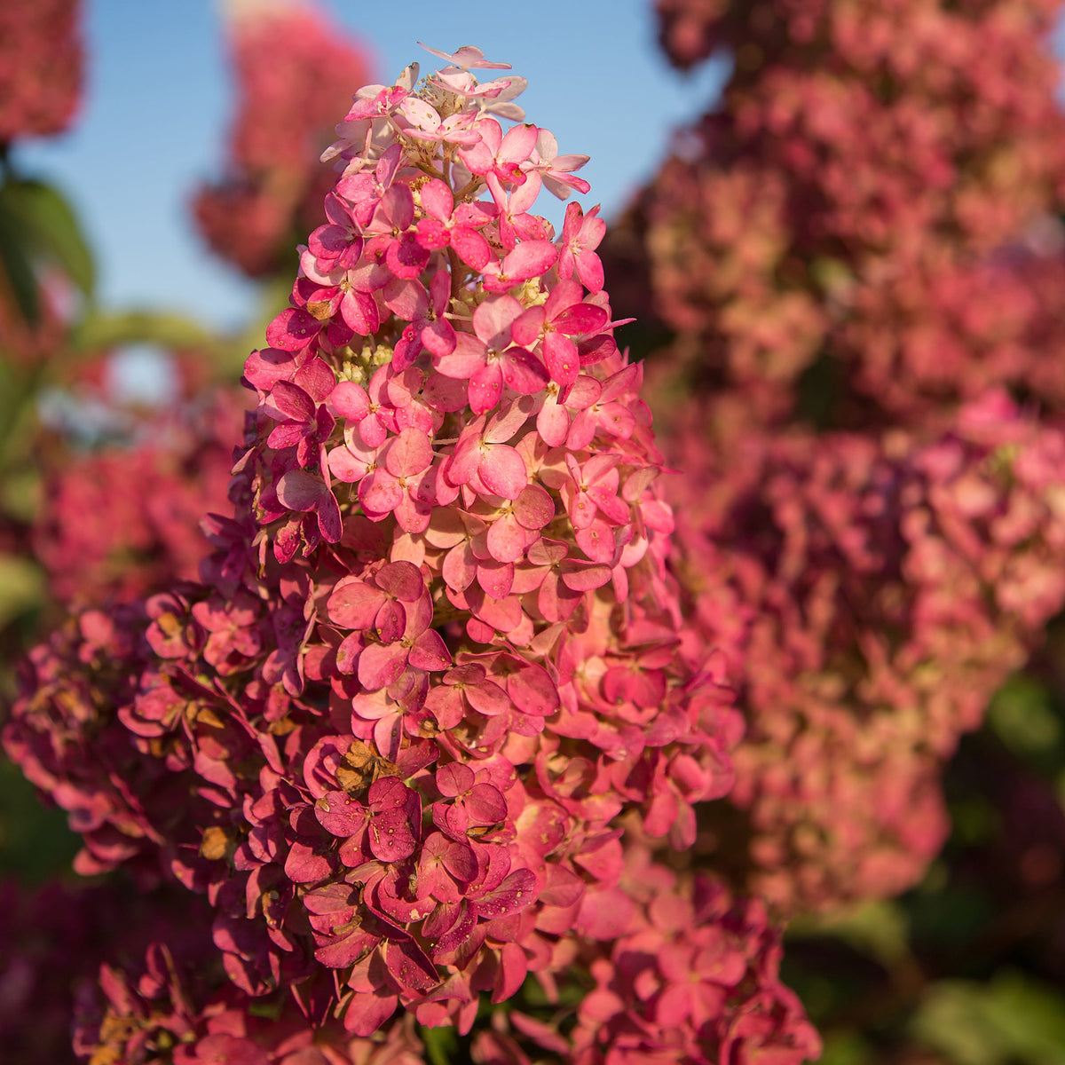 First Editions® Berry White® Panicle Hydrangea Bare Root Hydrangea Bush