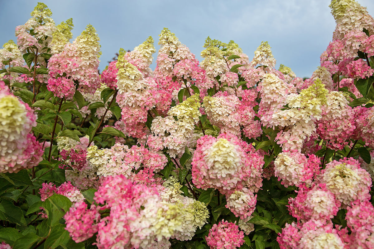 First Editions® Berry White® Panicle Hydrangea Bare Root Hydrangea Bush