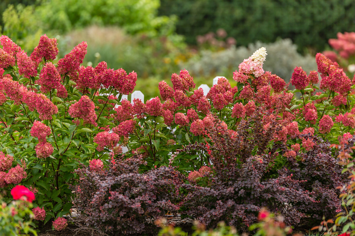 First Editions® Berry White® Panicle Hydrangea Bare Root Hydrangea Bush