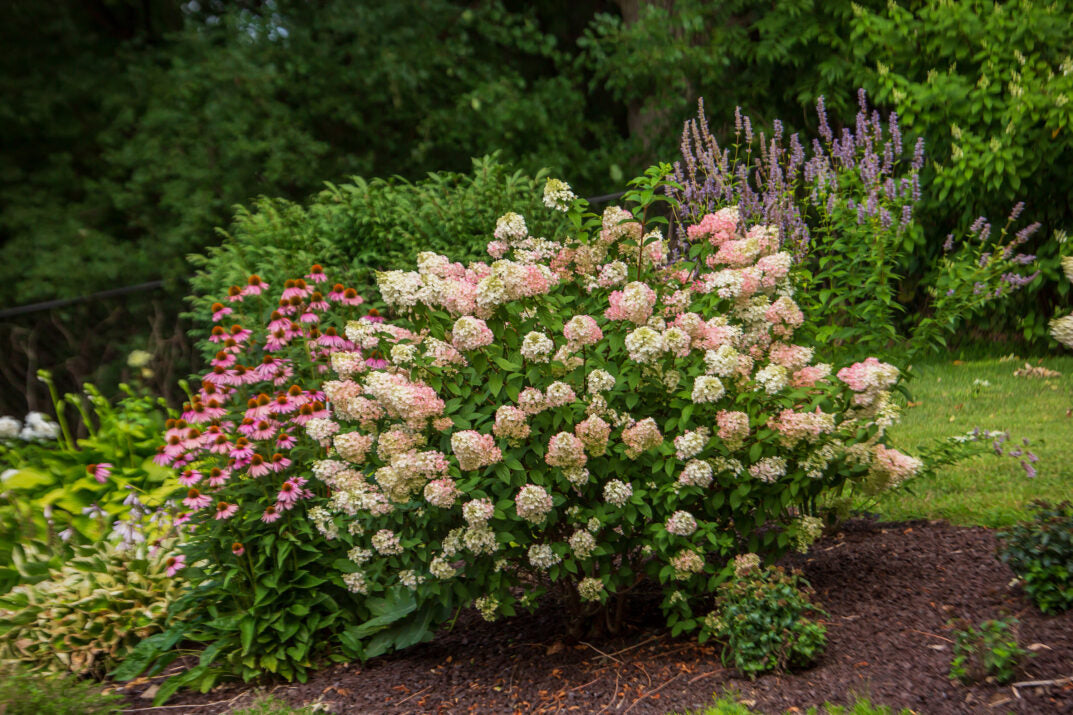 First Editions® Strawberry Sundae® Panicle Hydrangea Bare Root Hydrangea Bush