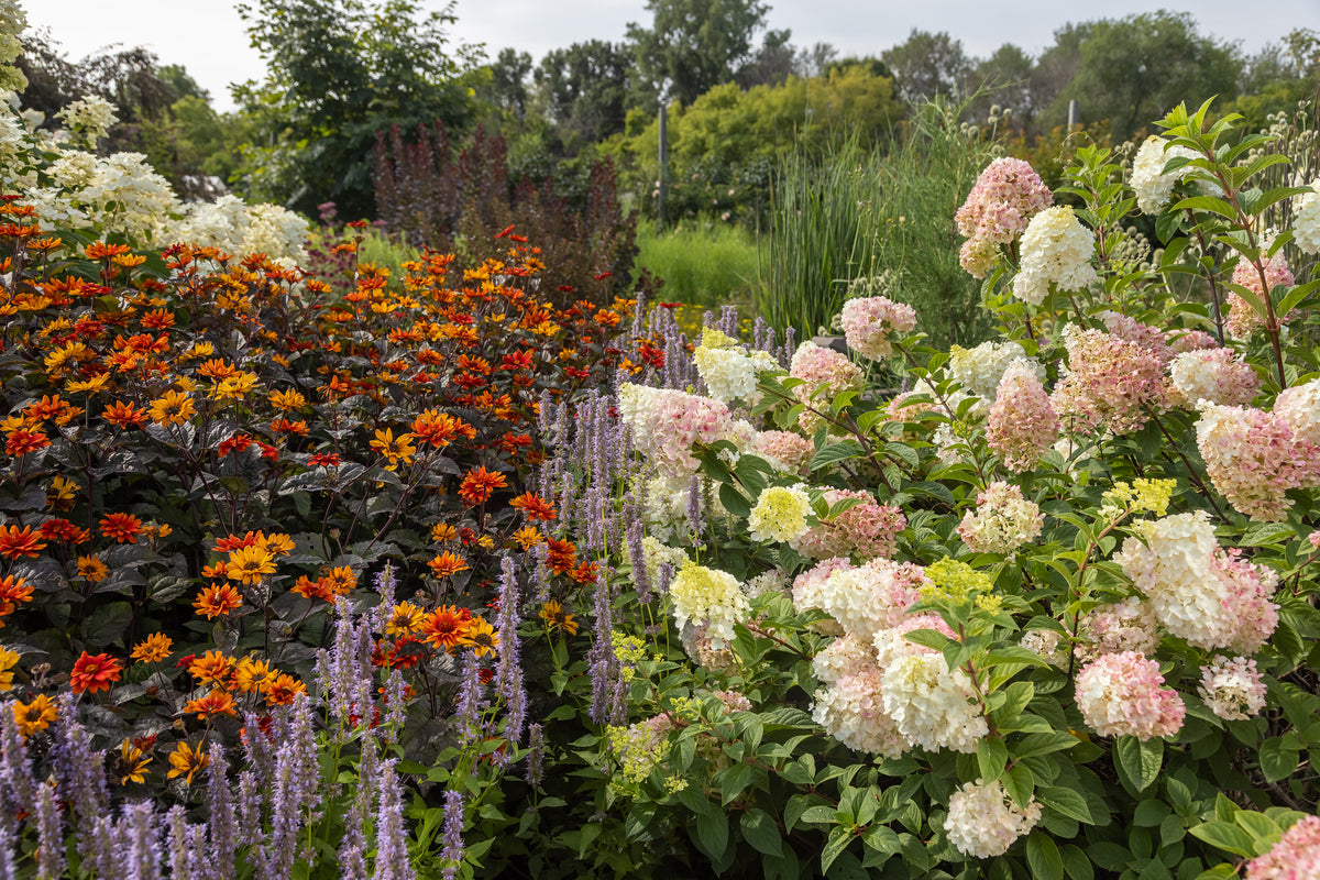 First Editions® Strawberry Sundae® Panicle Hydrangea Bare Root Hydrangea Bush