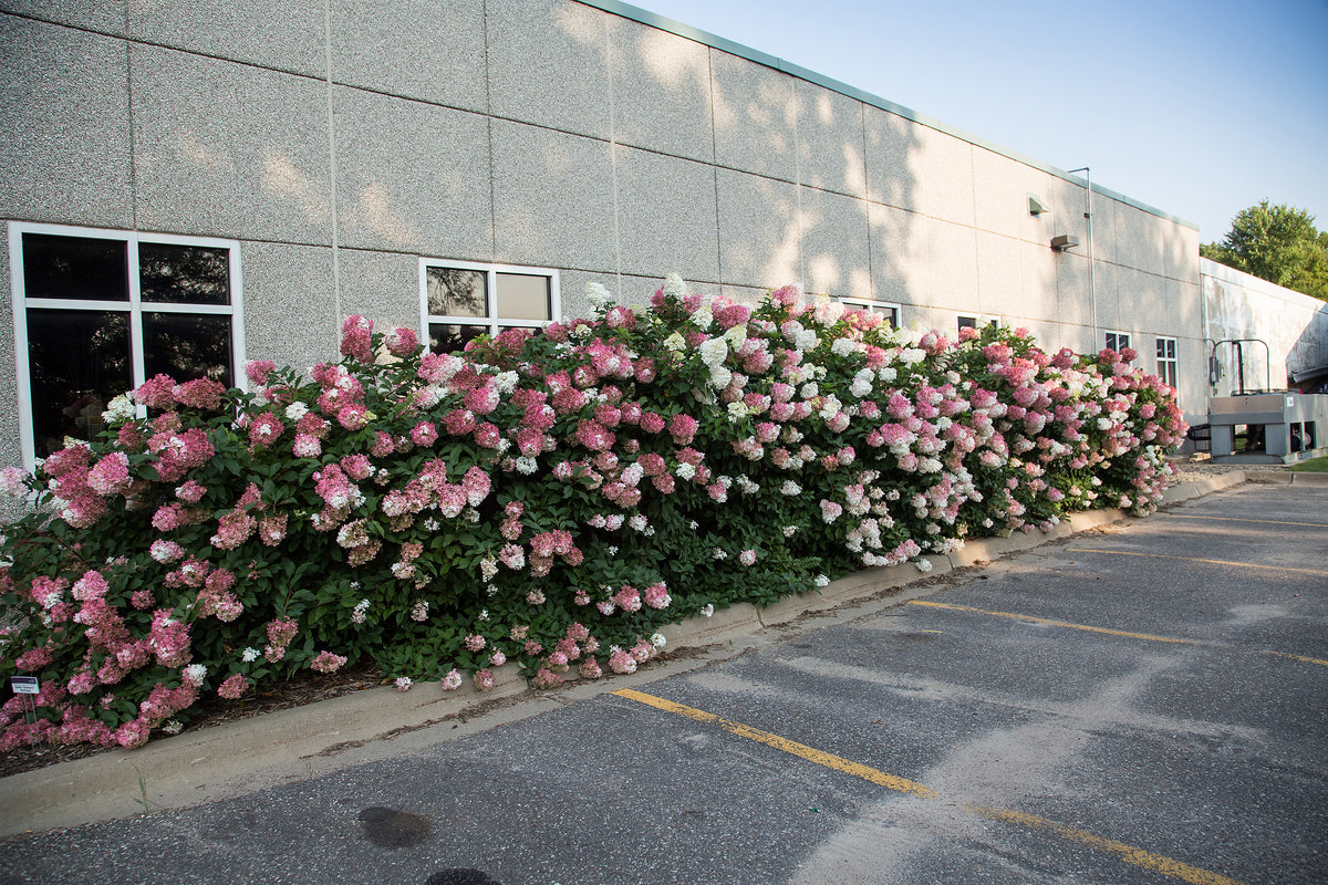 First Editions® Vanilla Strawberry Panicle Hydrangea Bare Root Hydrangea Bush