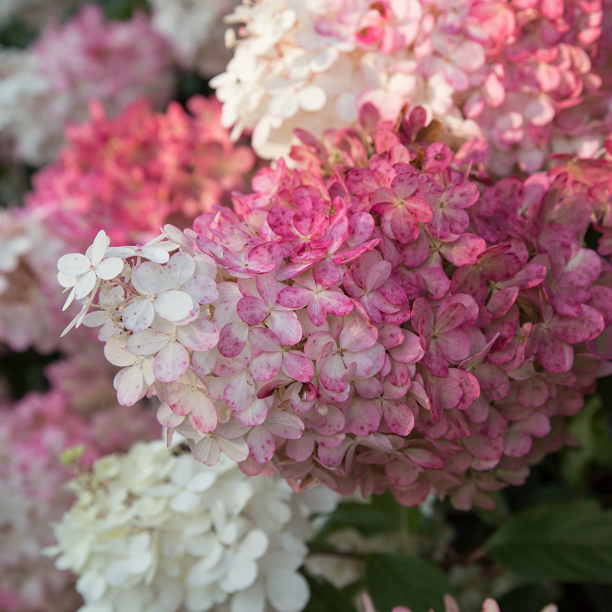 First Editions® Vanilla Strawberry Panicle Hydrangea Bare Root Hydrangea TREE
