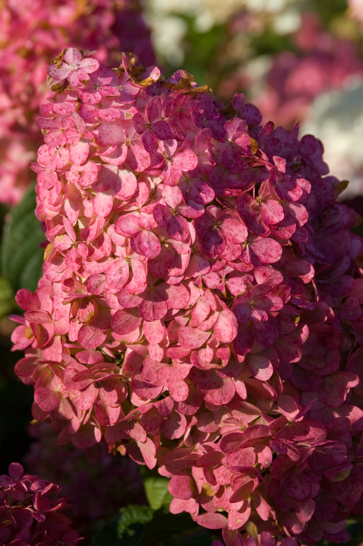 First Editions® Vanilla Strawberry Panicle Hydrangea Bare Root Hydrangea TREE