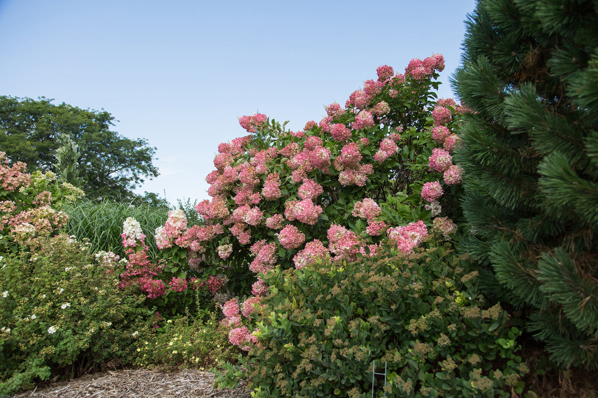 First Editions® Vanilla Strawberry Panicle Hydrangea Bare Root Hydrangea Bush