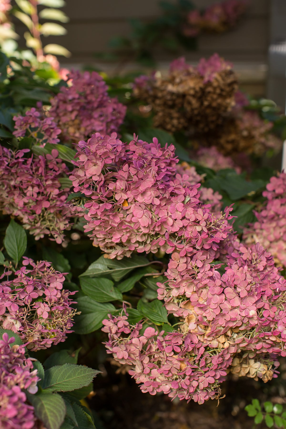First Editions® Vanilla Strawberry Panicle Hydrangea Bare Root Hydrangea TREE