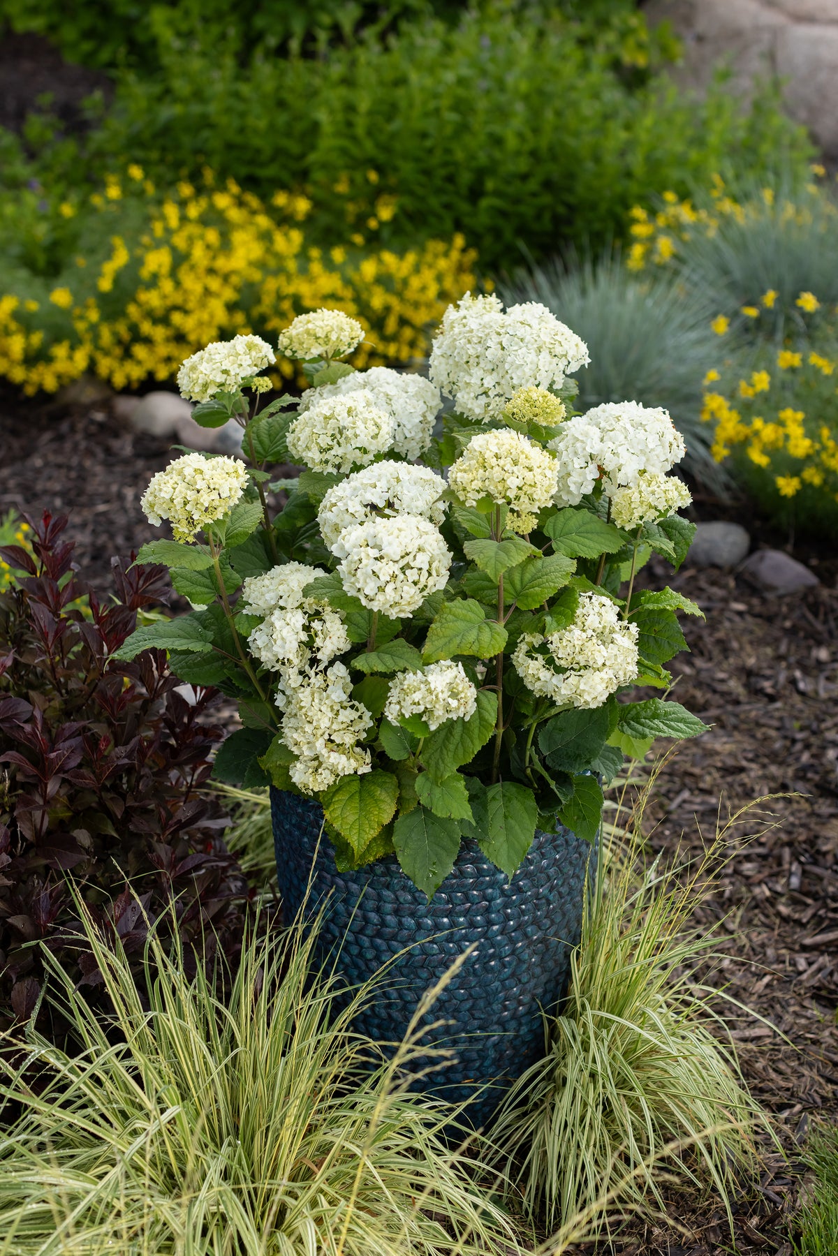 First Editions® FlowerFull® Smooth Hydrangea Bare Root Hydrangea Bush