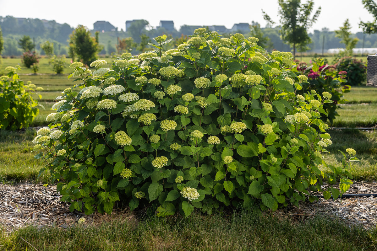 First Editions® FlowerFull® Smooth Hydrangea Bare Root Hydrangea Bush