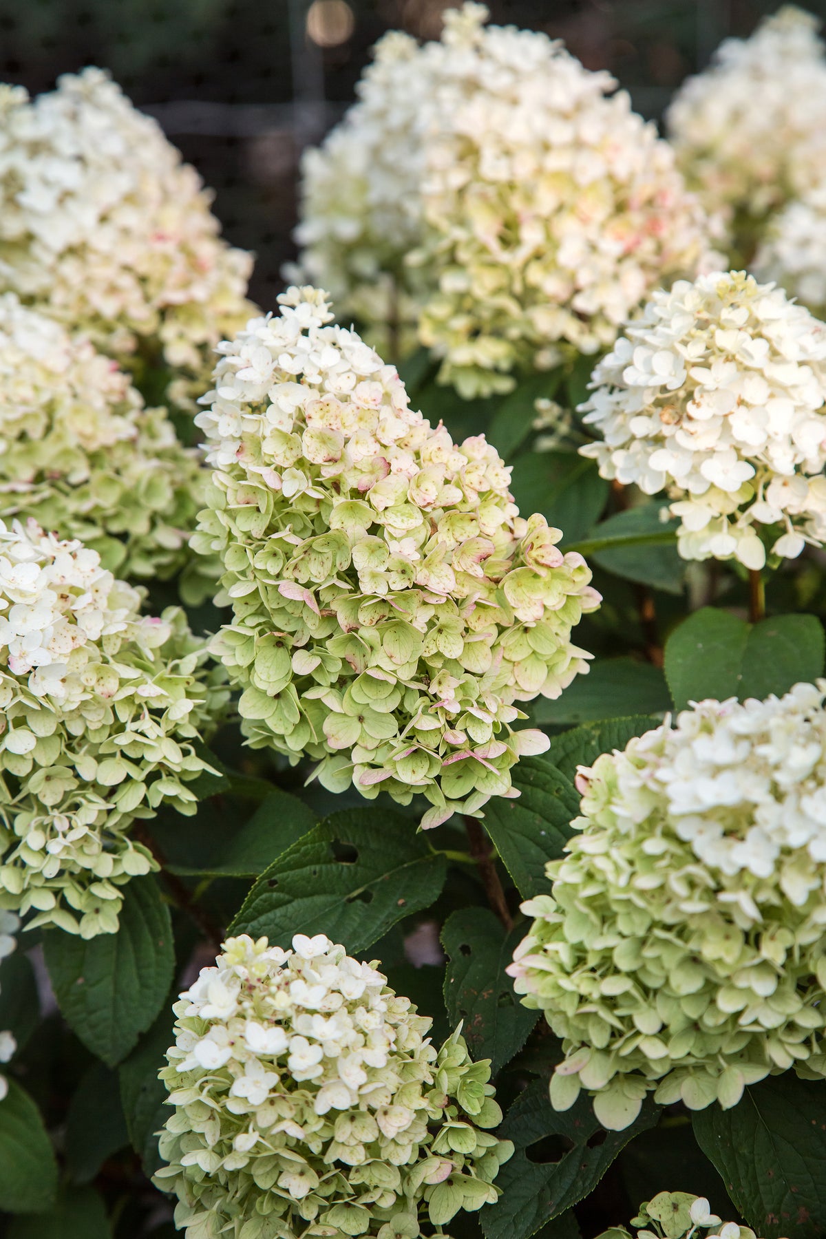 First Editions® Little Hottie® Panicle Hydrangea Bare Root Hydrangea Bush