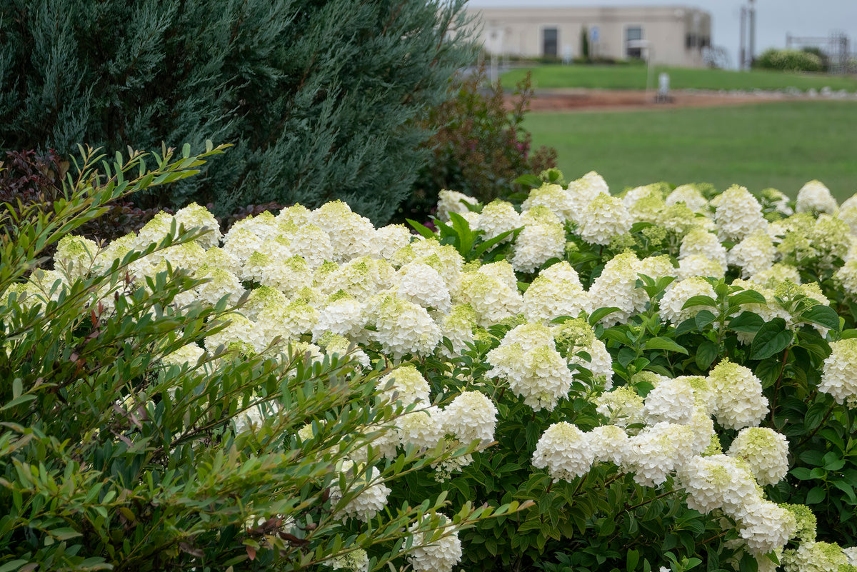 First Editions® Little Hottie® Panicle Hydrangea Bare Root Hydrangea Bush