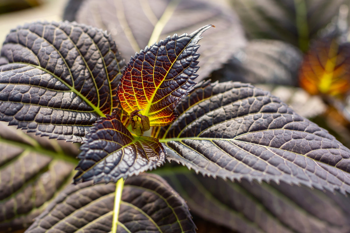 First Editions® Eclipse® Bigleaf Hydrangea Bare Root Hydrangea Bush