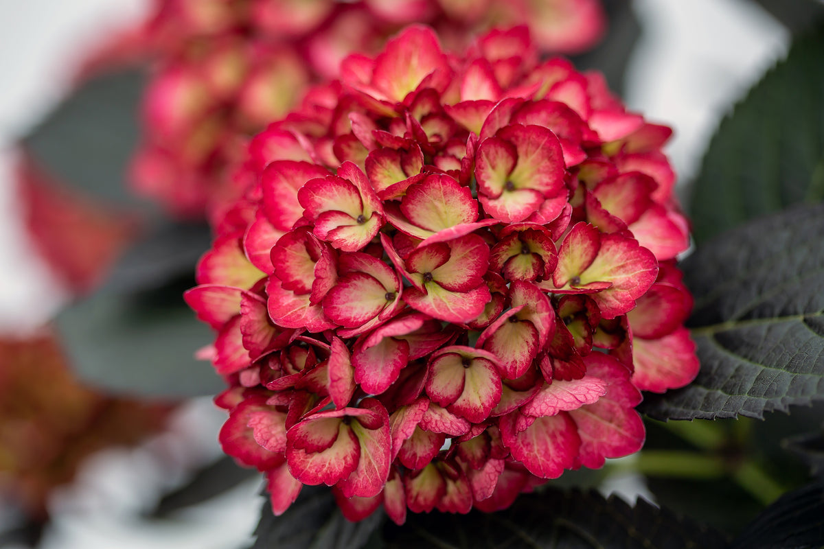 First Editions® Eclipse® Bigleaf Hydrangea Bare Root Hydrangea Bush