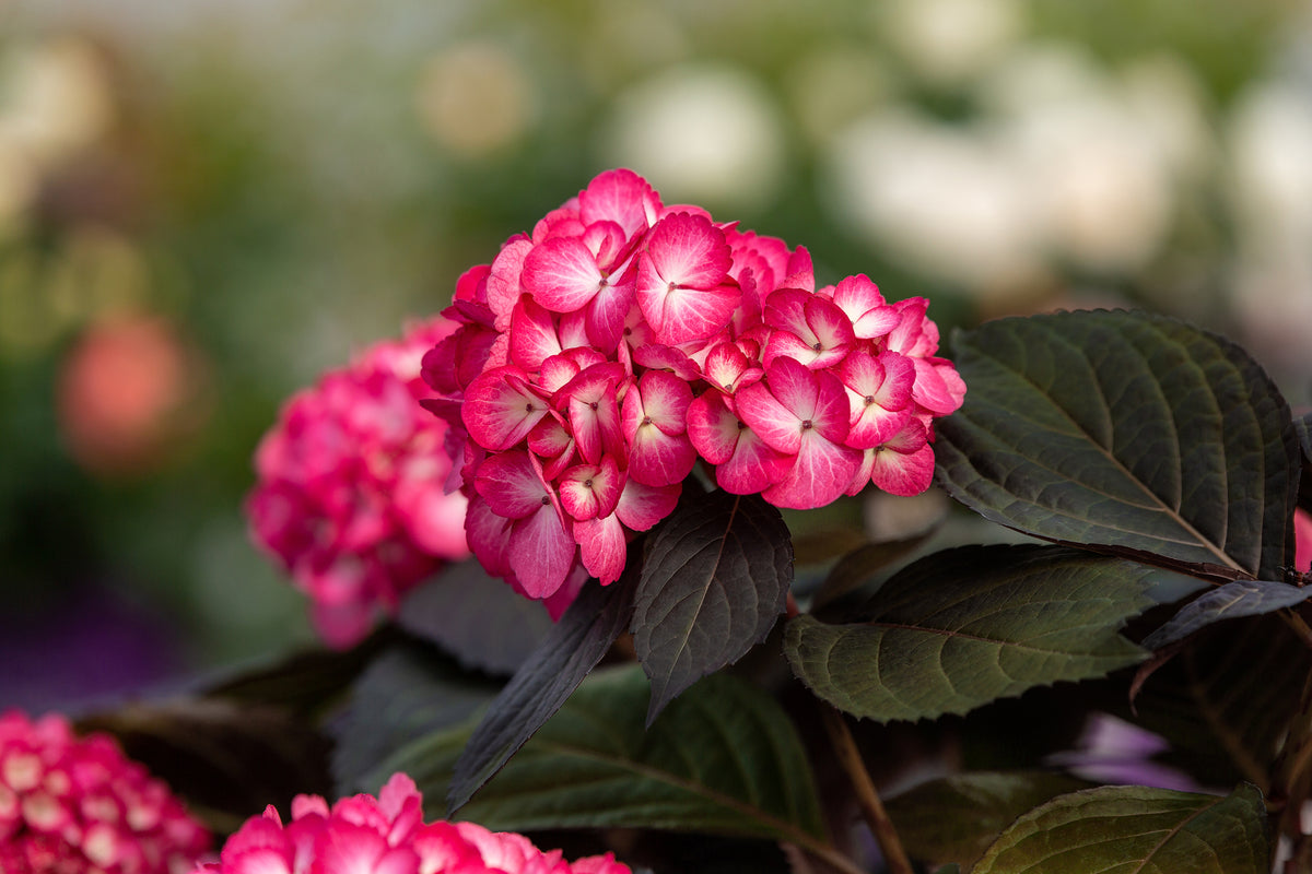 First Editions® Eclipse® Bigleaf Hydrangea Bare Root Hydrangea Bush