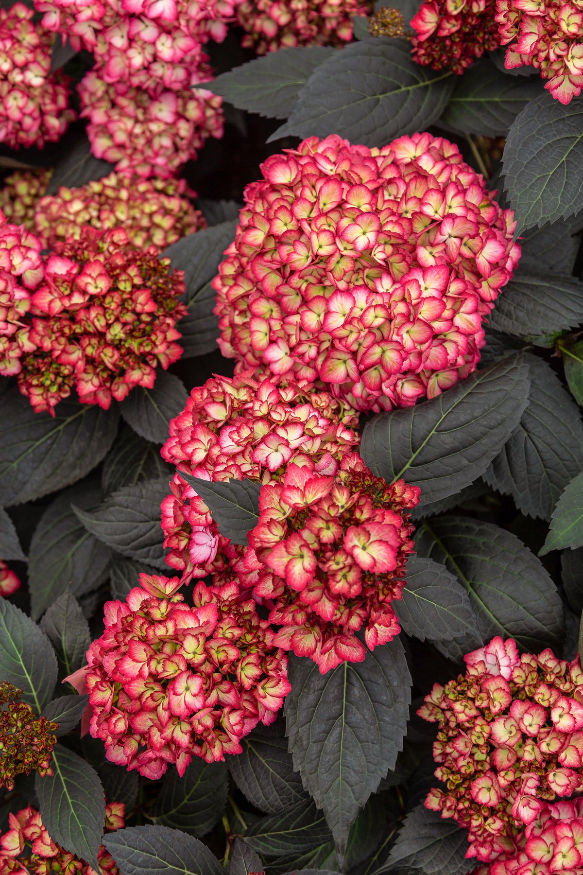 First Editions® Eclipse® Bigleaf Hydrangea Bare Root Hydrangea Bush