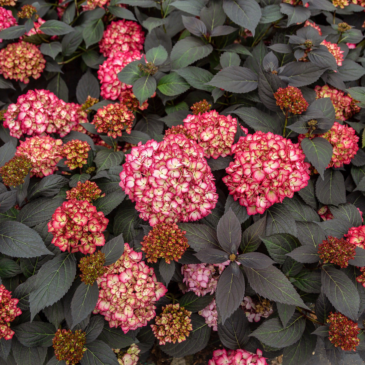 First Editions® Eclipse® Bigleaf Hydrangea Bare Root Hydrangea Bush