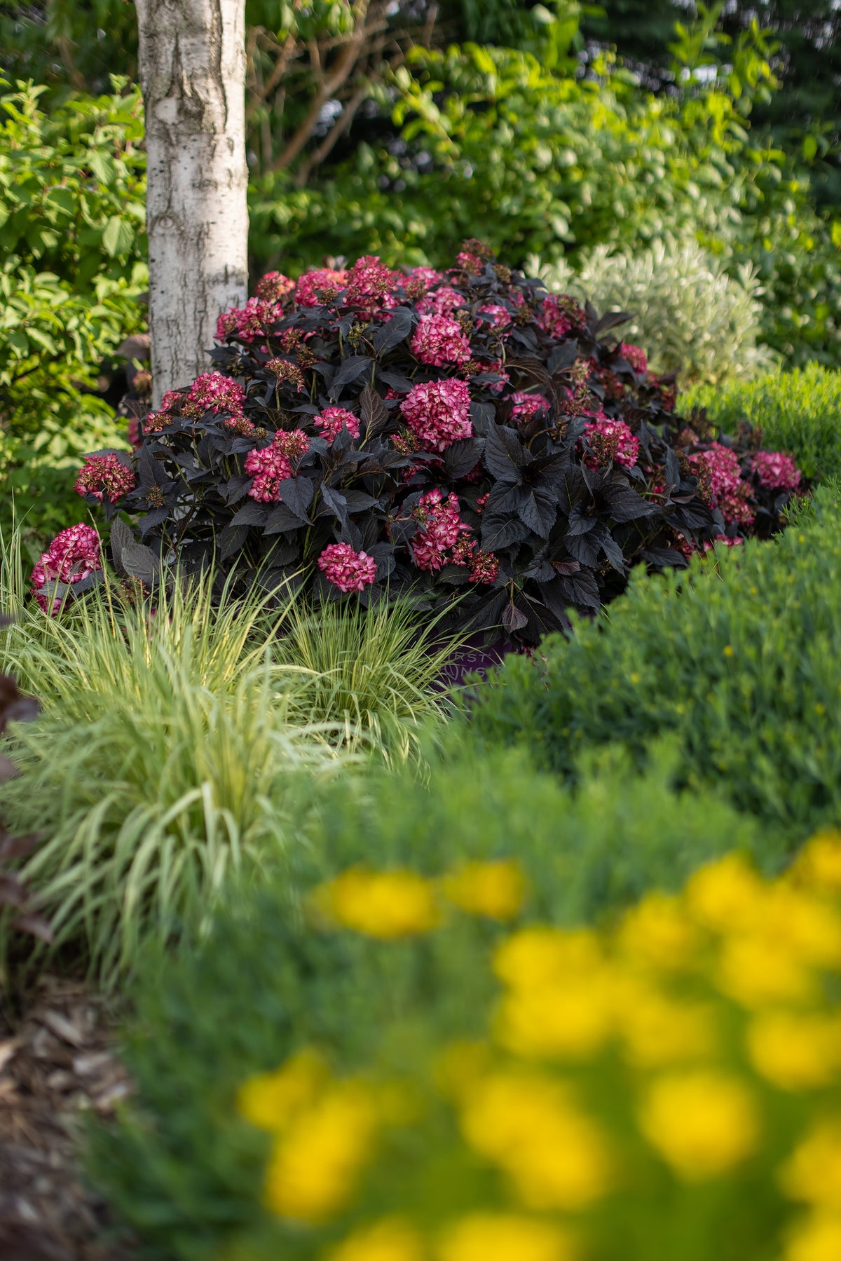 First Editions® Eclipse® Bigleaf Hydrangea Bare Root Hydrangea Bush