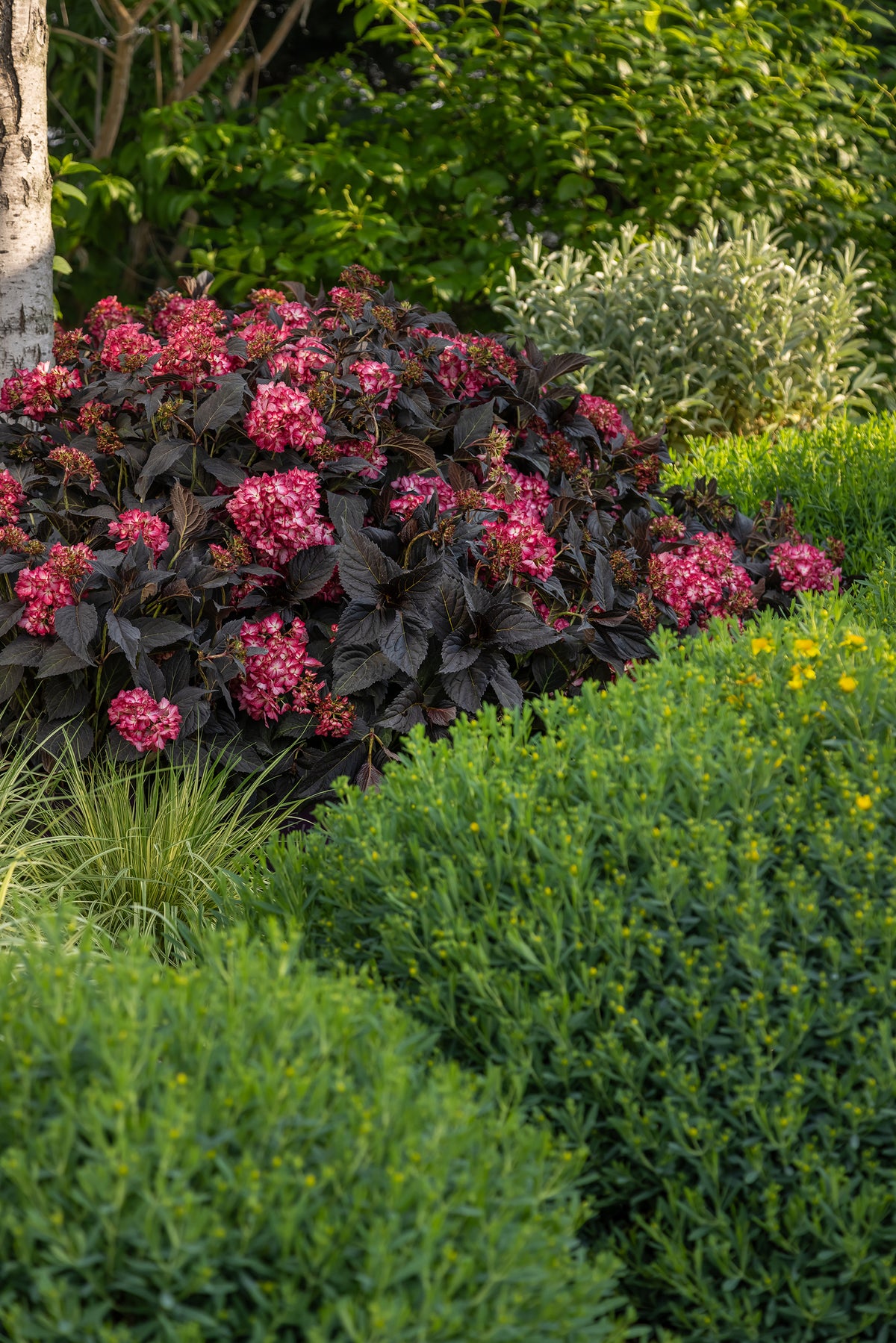 First Editions® Eclipse® Bigleaf Hydrangea Bare Root Hydrangea Bush