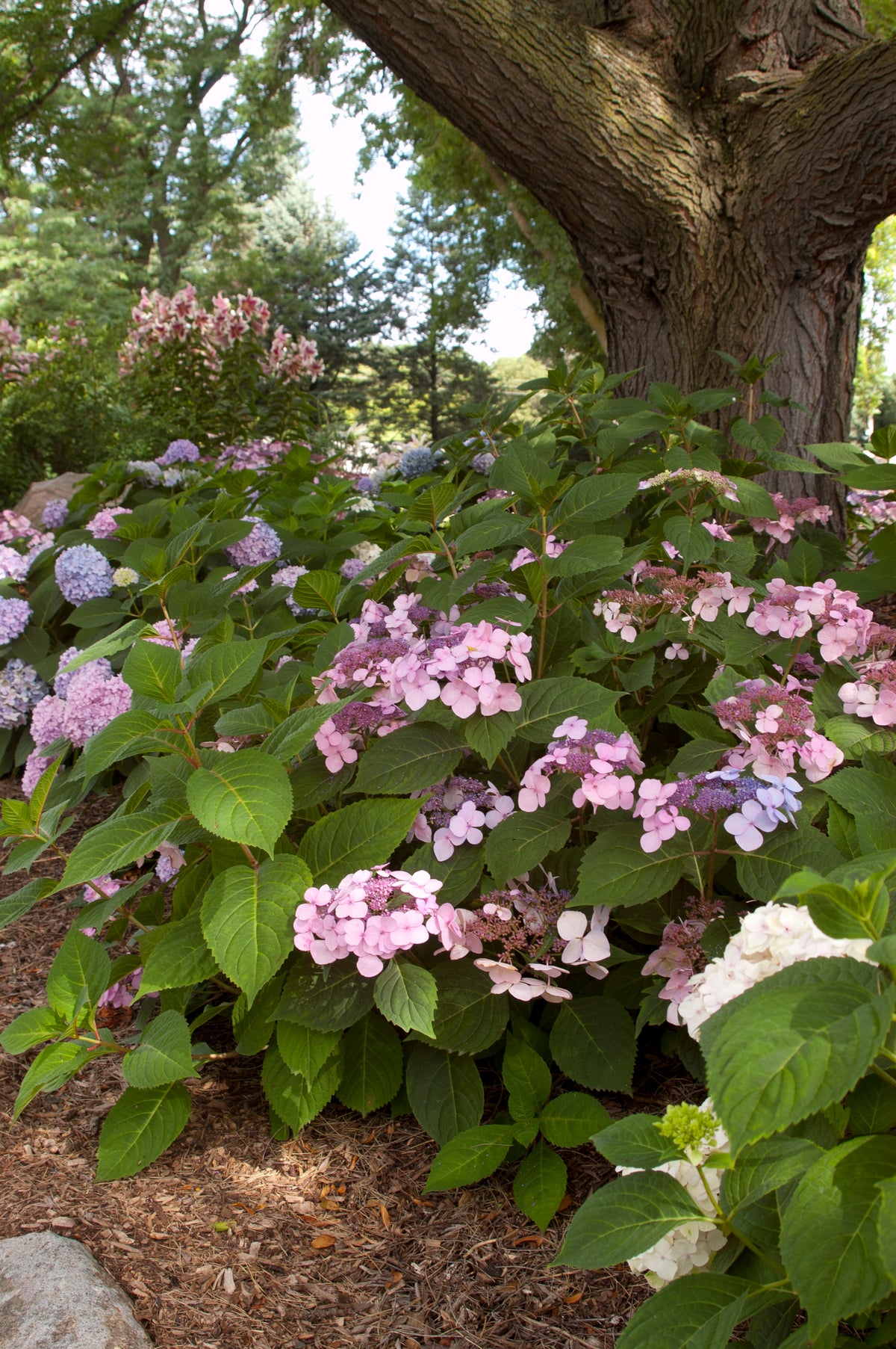 Endless Summer® Twist-n-Shout® Bigleaf Hydrangea Bare Root Hydrangea Bush