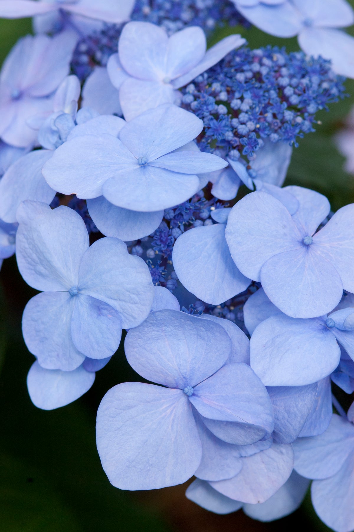 Endless Summer® Twist-n-Shout® Bigleaf Hydrangea Bare Root Hydrangea Bush
