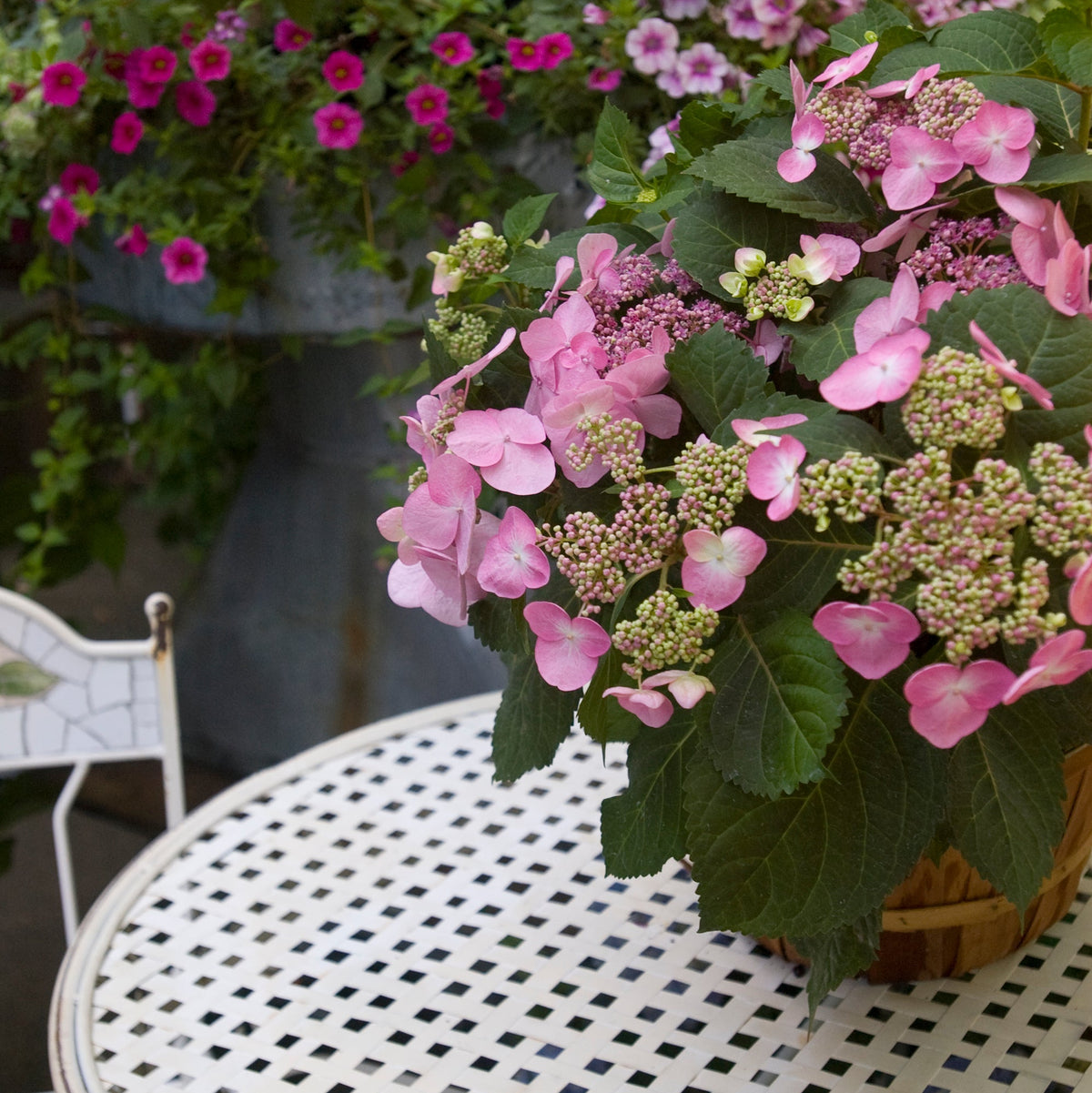Endless Summer® Twist-n-Shout® Bigleaf Hydrangea Bare Root Hydrangea Bush