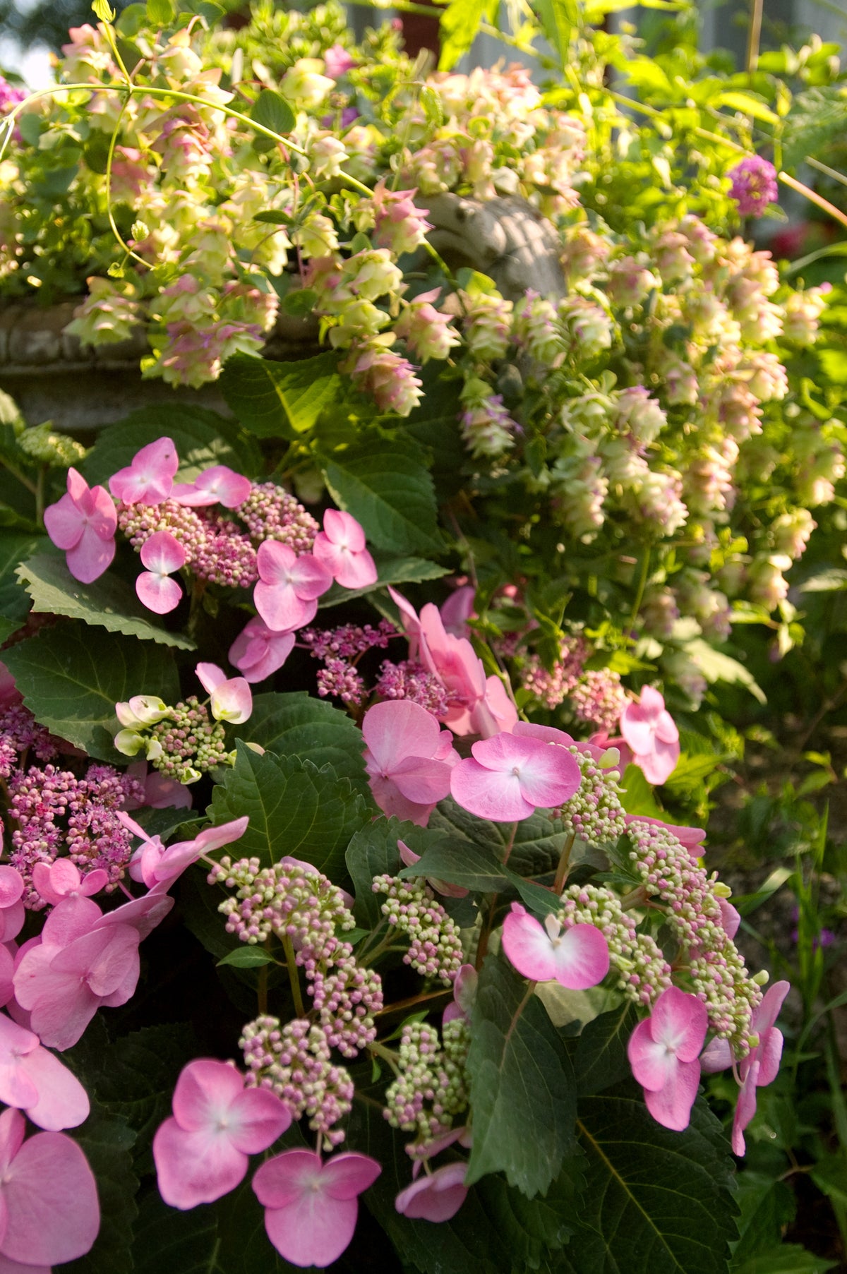Endless Summer® Twist-n-Shout® Bigleaf Hydrangea Bare Root Hydrangea Bush