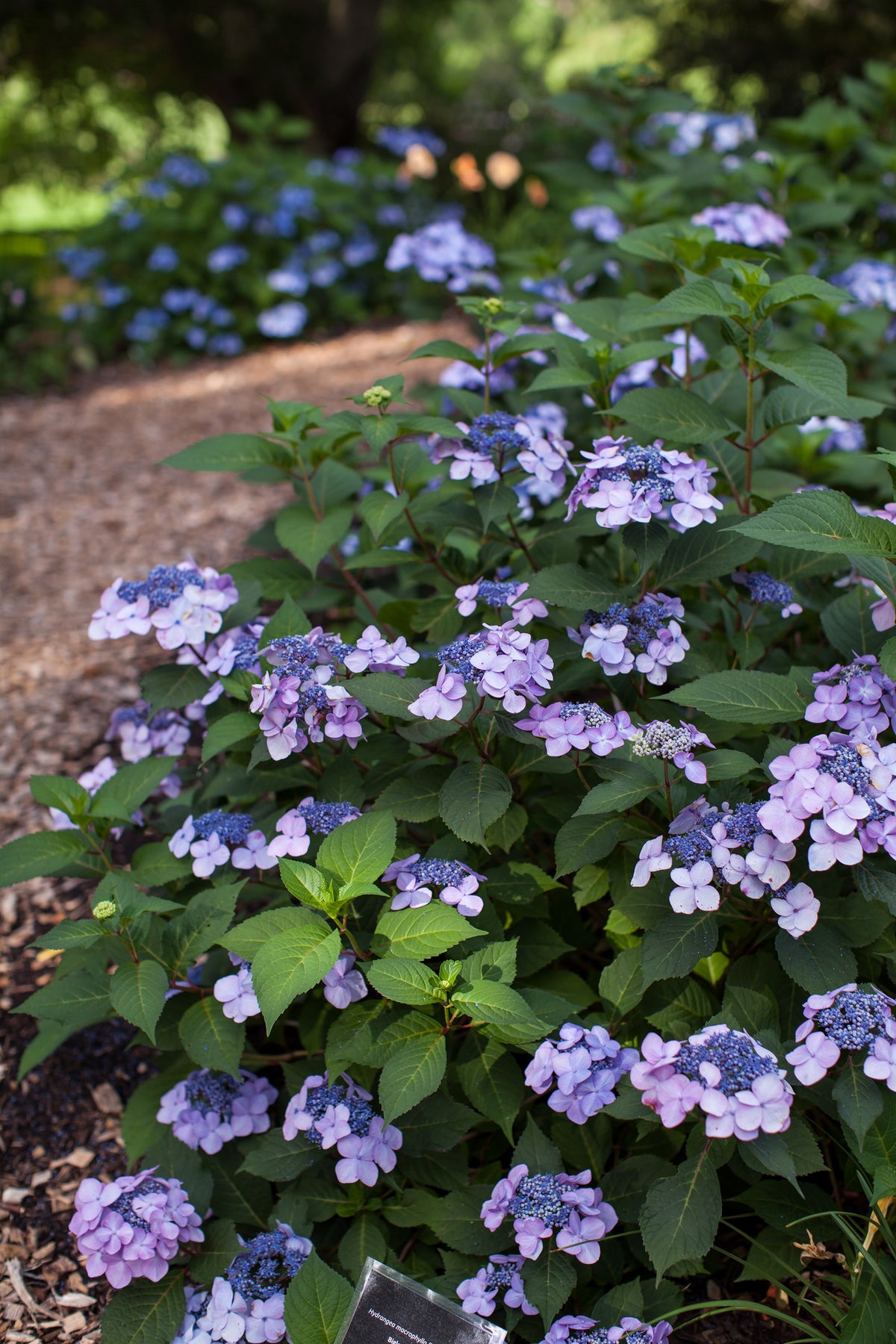 Endless Summer® Twist-n-Shout® Bigleaf Hydrangea Bare Root Hydrangea Bush