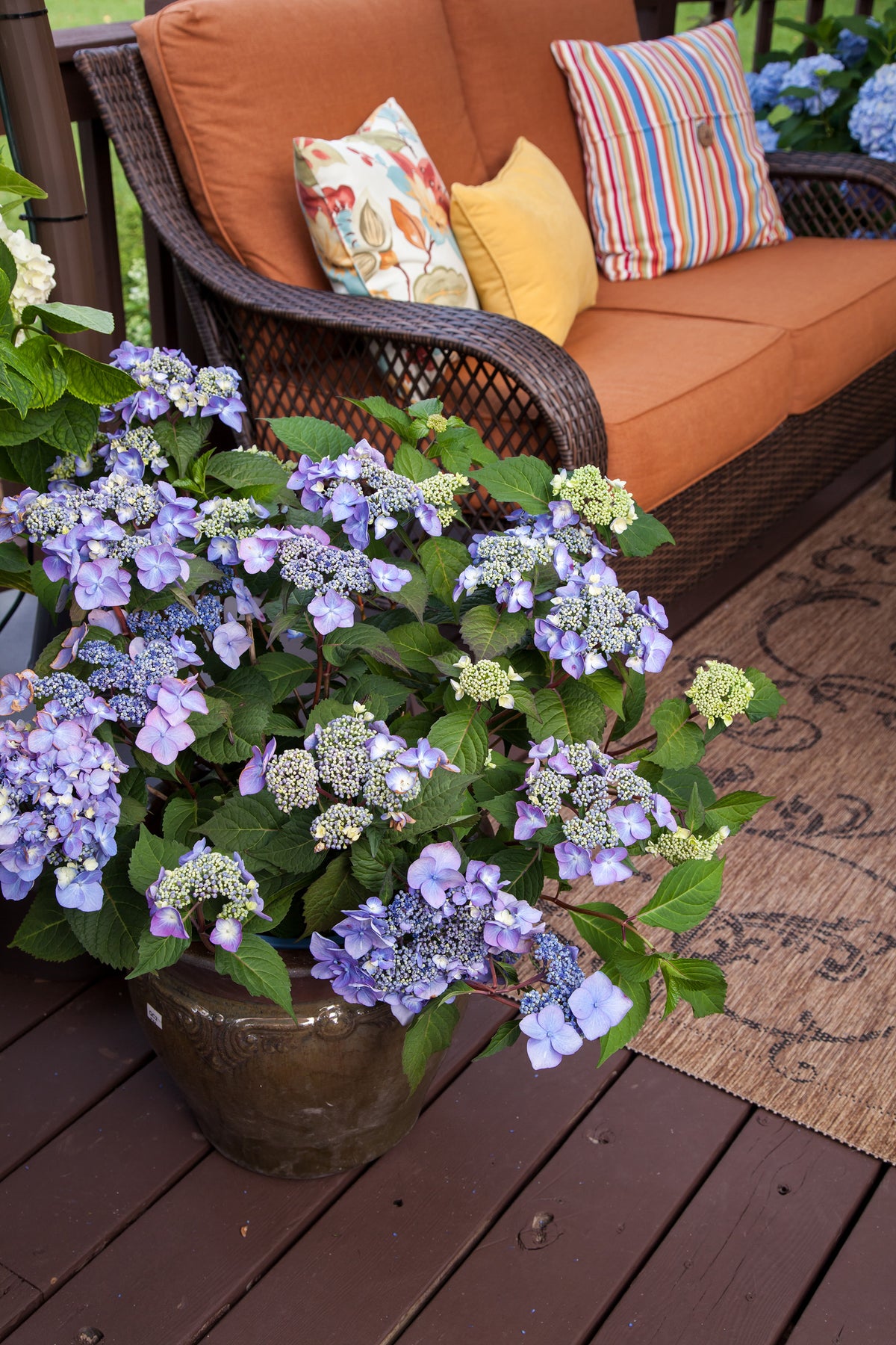 Endless Summer® Twist-n-Shout® Bigleaf Hydrangea Bare Root Hydrangea Bush