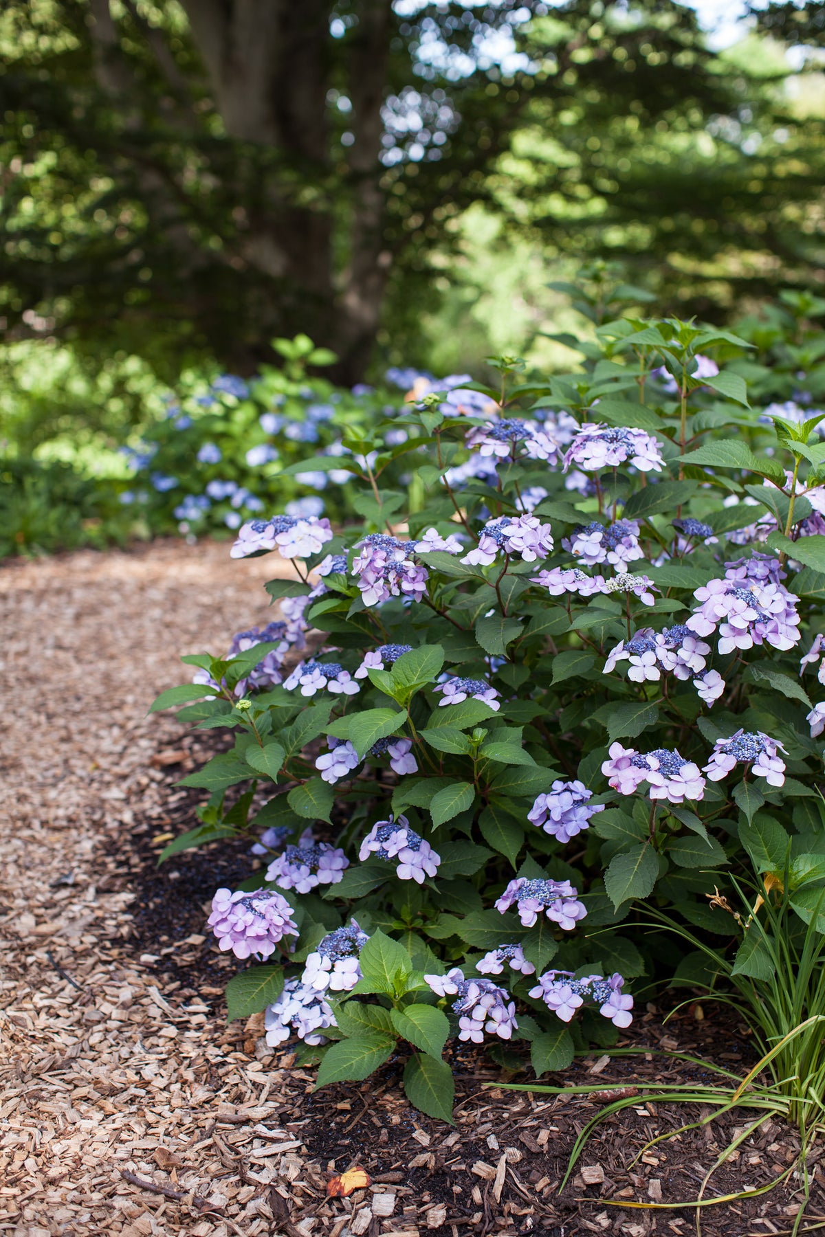Endless Summer® Twist-n-Shout® Bigleaf Hydrangea Bare Root Hydrangea Bush
