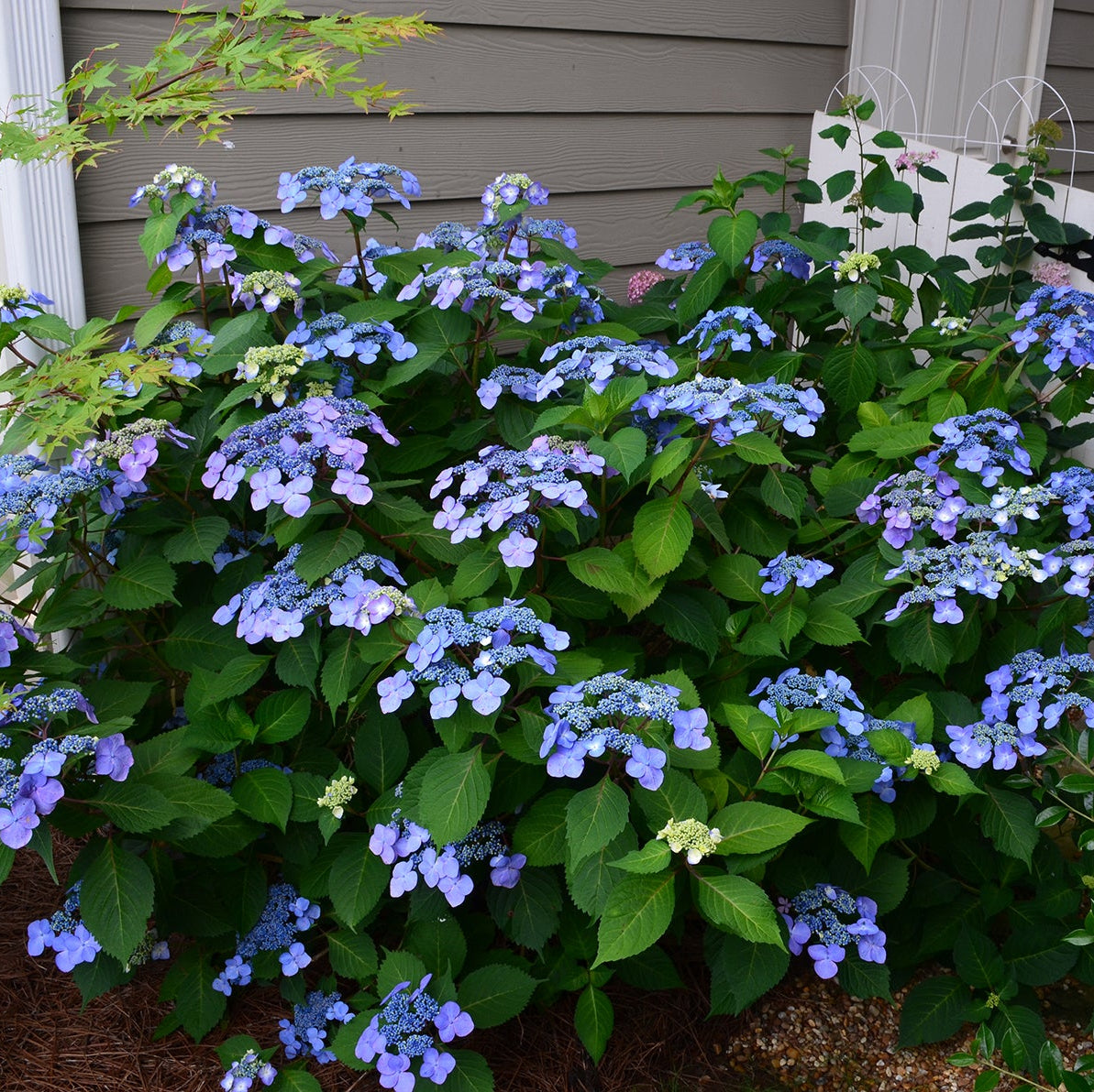Endless Summer® Twist-n-Shout® Bigleaf Hydrangea Bare Root Hydrangea Bush
