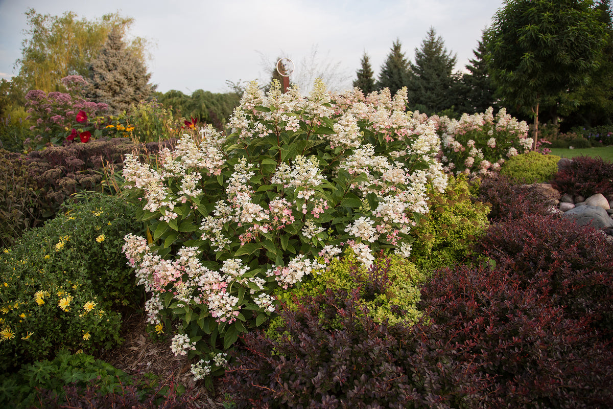 First Editions® White Diamonds Panicle Hydrangea Bare Root Hydrangea Bush