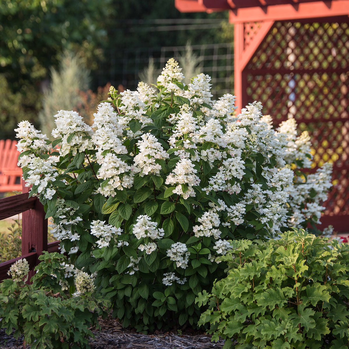 First Editions® White Diamonds Panicle Hydrangea Bare Root Hydrangea Bush