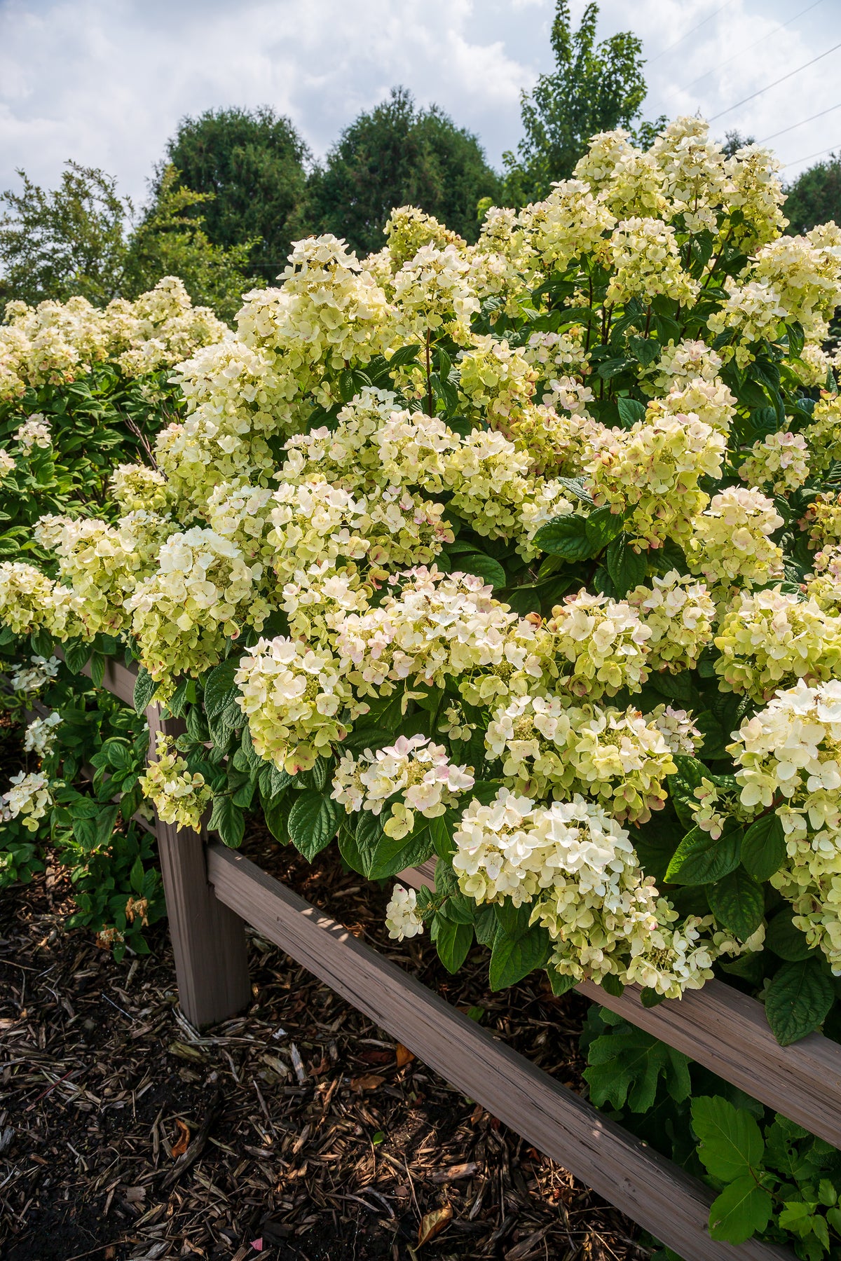 First Editions® White Diamonds Panicle Hydrangea Bare Root Hydrangea Bush