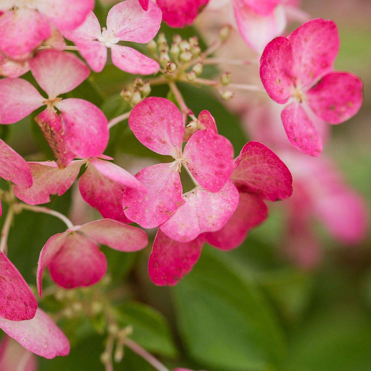 First Editions® Diamond Rouge® Panicle Hydrangea Bare Root Hydrangea Bush