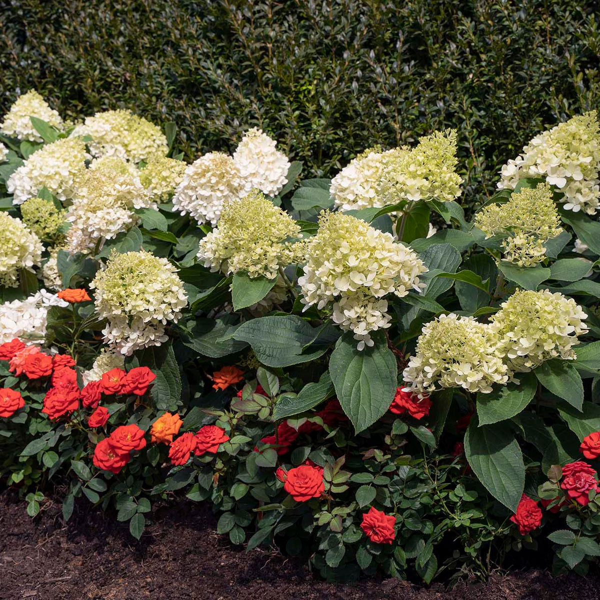 Li'l Annie Oakleaf™ Potted Oakleaf Hydrangea