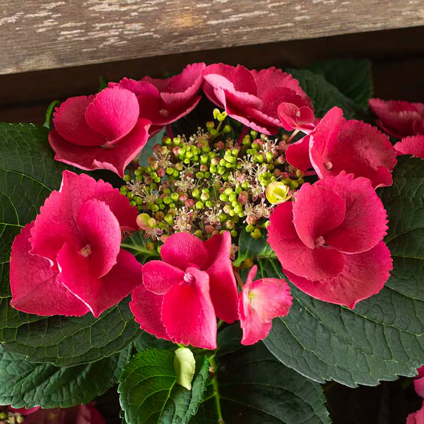 Cherry Explosion Hydrangea | Red Bigleaf Hydrangea | Grace Rose Farm