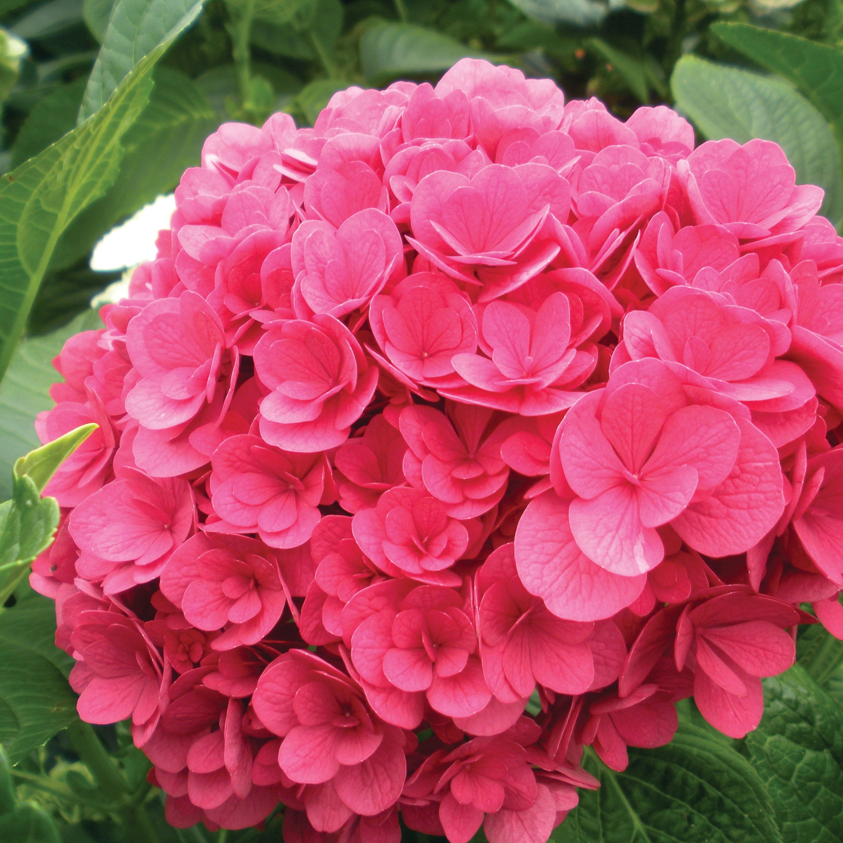 Ruby Blossom™ Potted Bigleaf Hydrangea