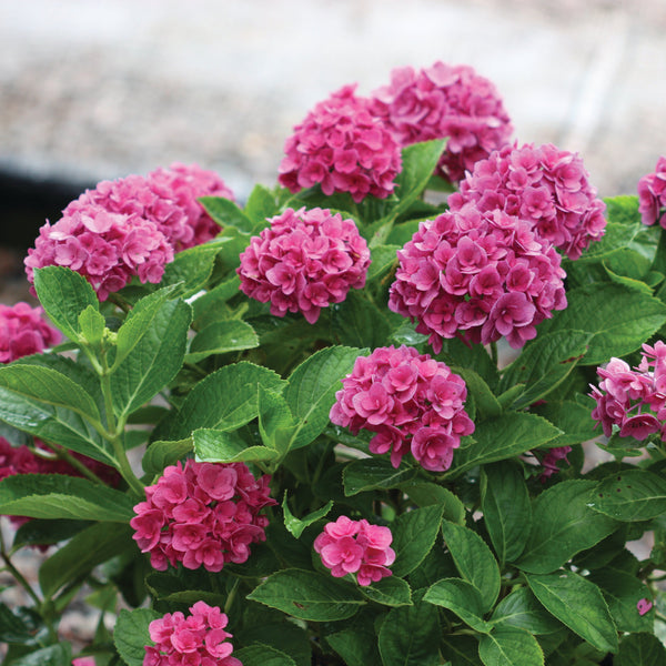 Ruby Blossom™ Potted Bigleaf Hydrangea