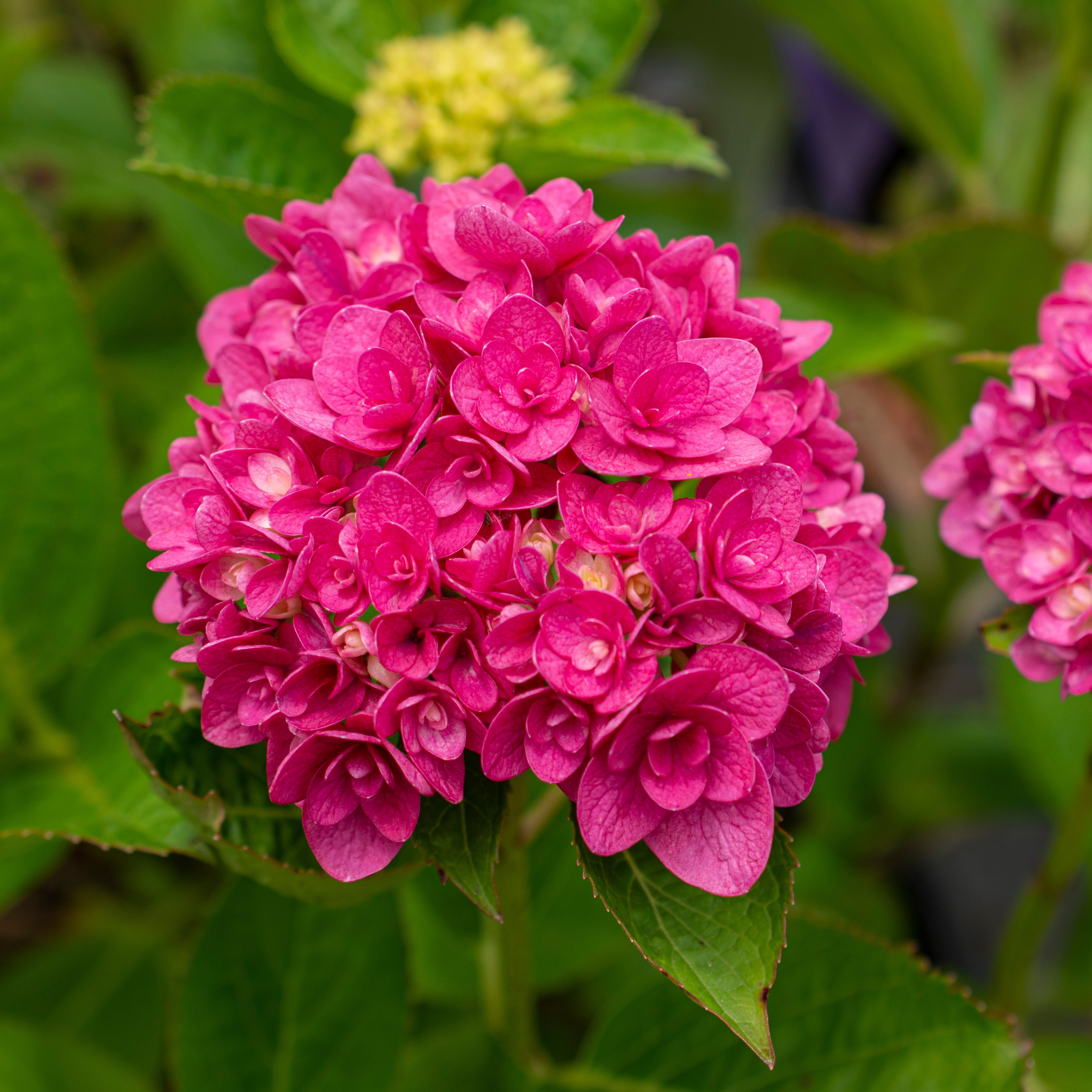 OHGA FLOWERBLOUSE ピンク Pop Star Reblooming Endless Summer® Bigleaf Hydrangea | Hydrangea