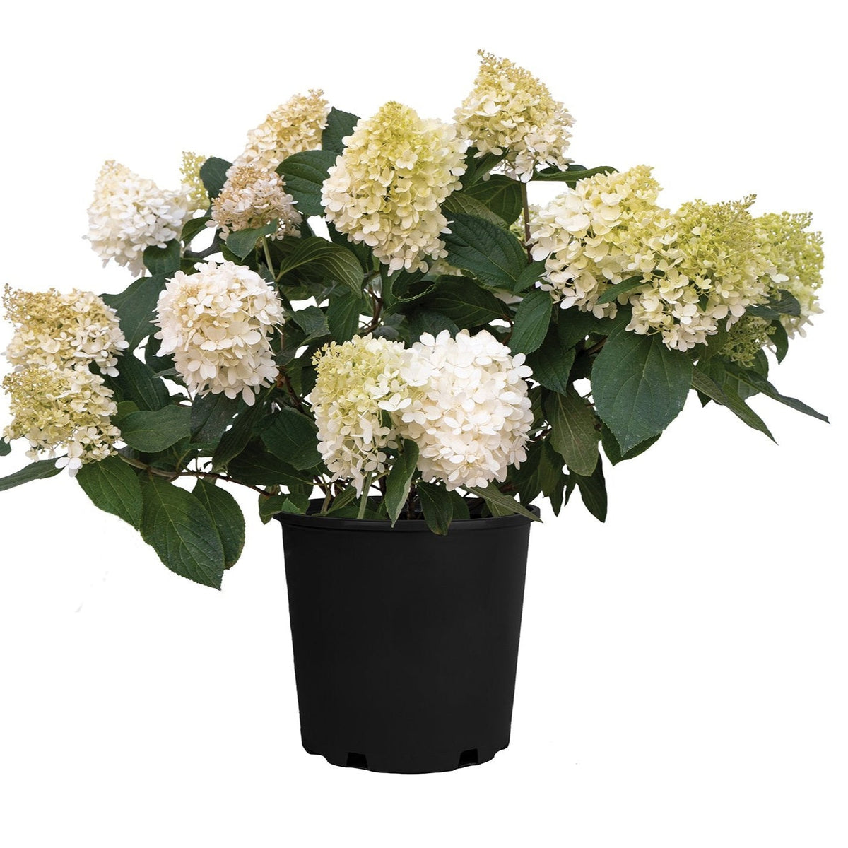 Akadama® Potted Bigleaf Hydrangea
