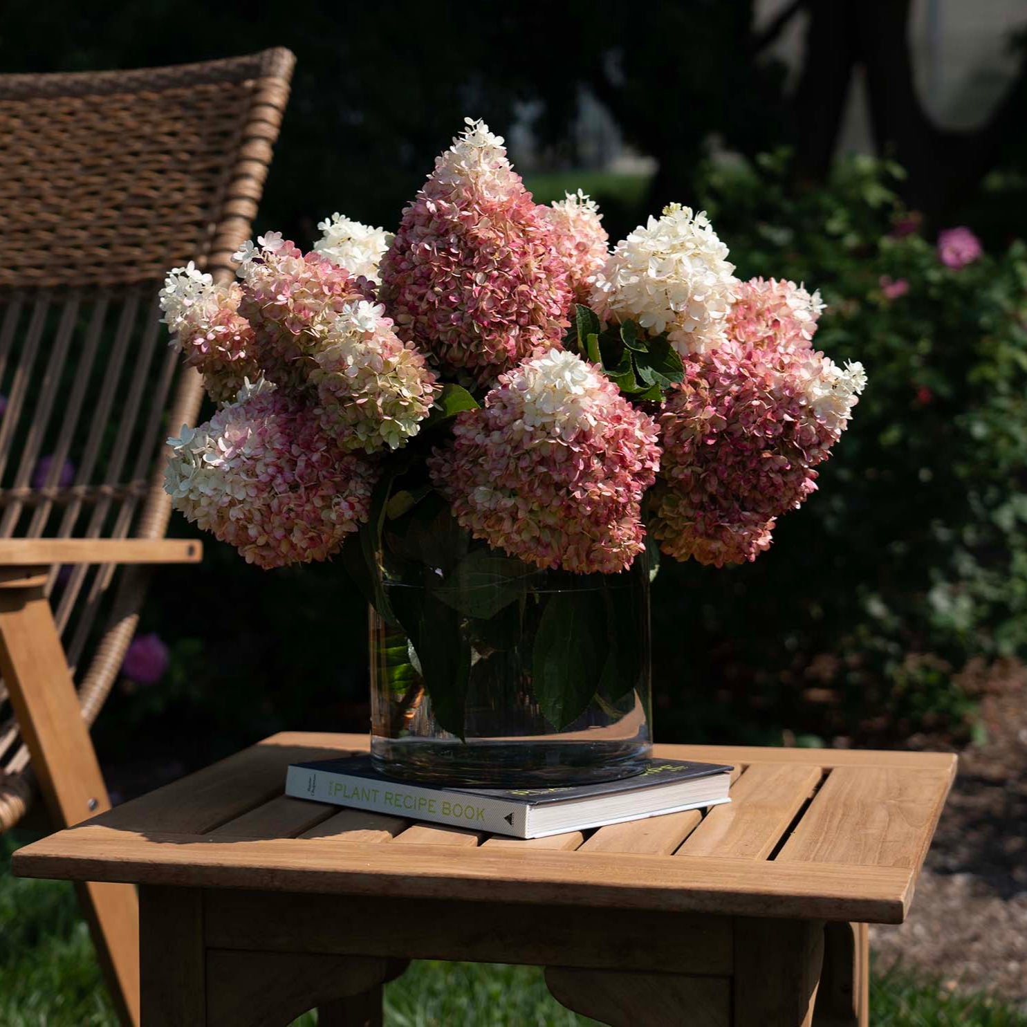 Sweet Starlight™ Panicle Hydrangea | Reliable Rose Garden Companion