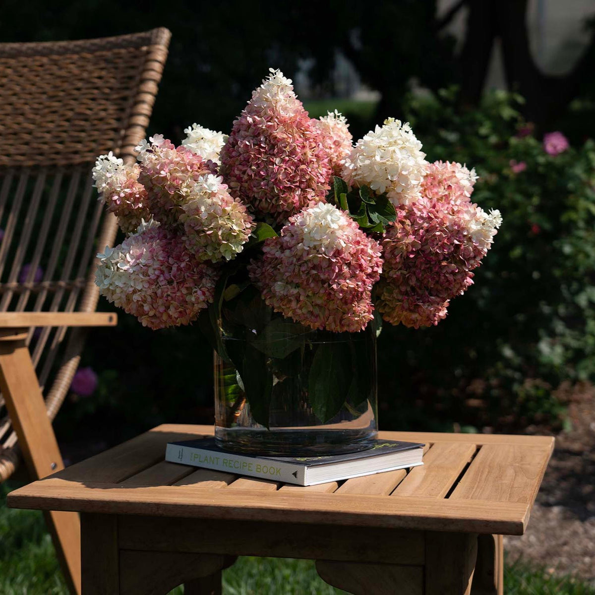 Akadama® Potted Bigleaf Hydrangea