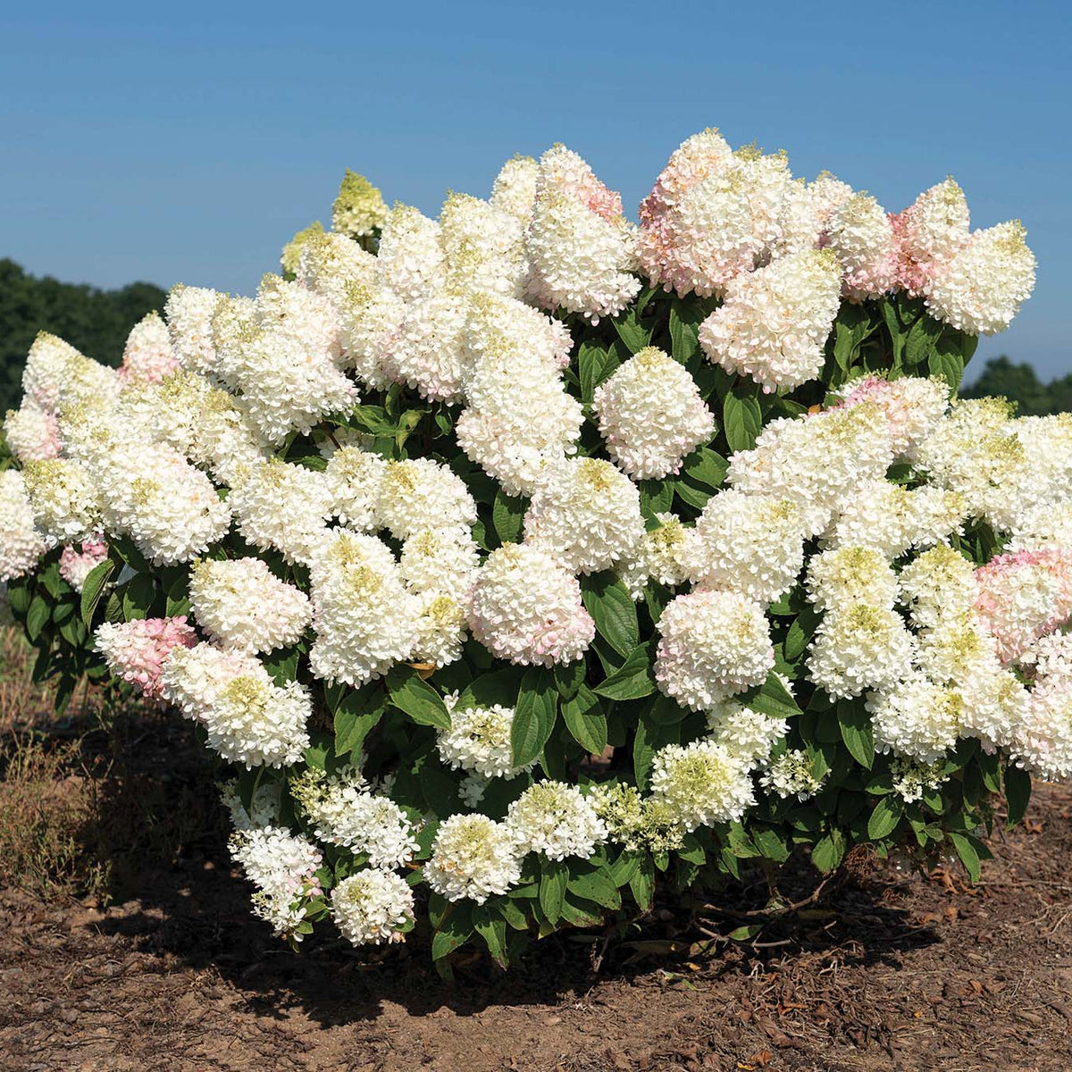 Akadama® Potted Bigleaf Hydrangea