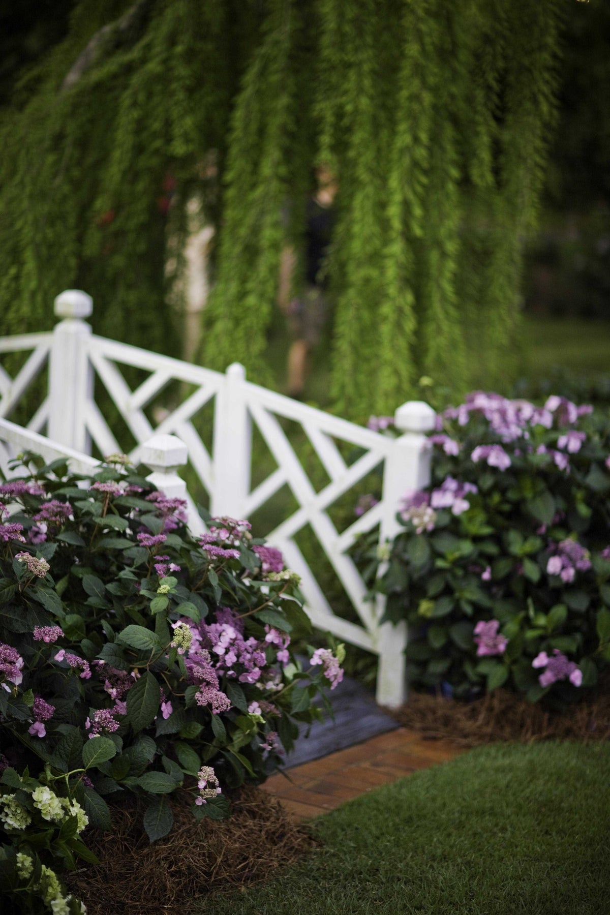Endless Summer® Twist-n-Shout® Bigleaf Hydrangea Bare Root Hydrangea Bush