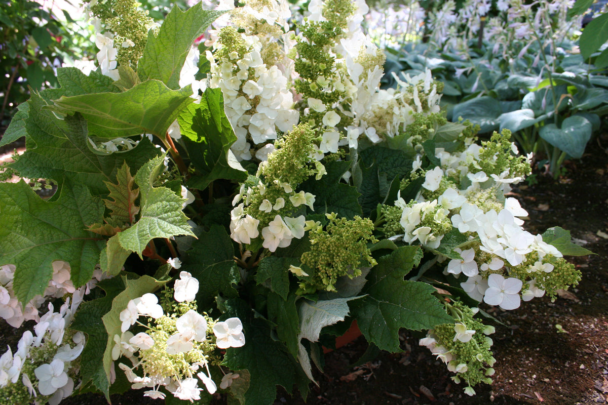 Oakleaf Hydrangea Bare Root Hydrangea Bush
