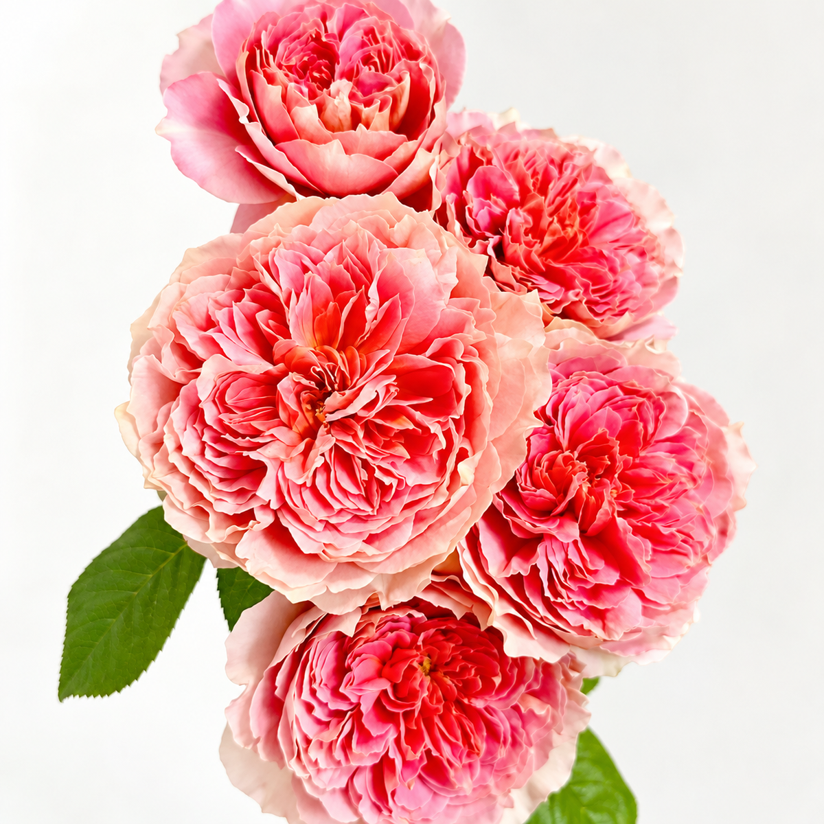 Moulin de la Galette Potted Rose Bush