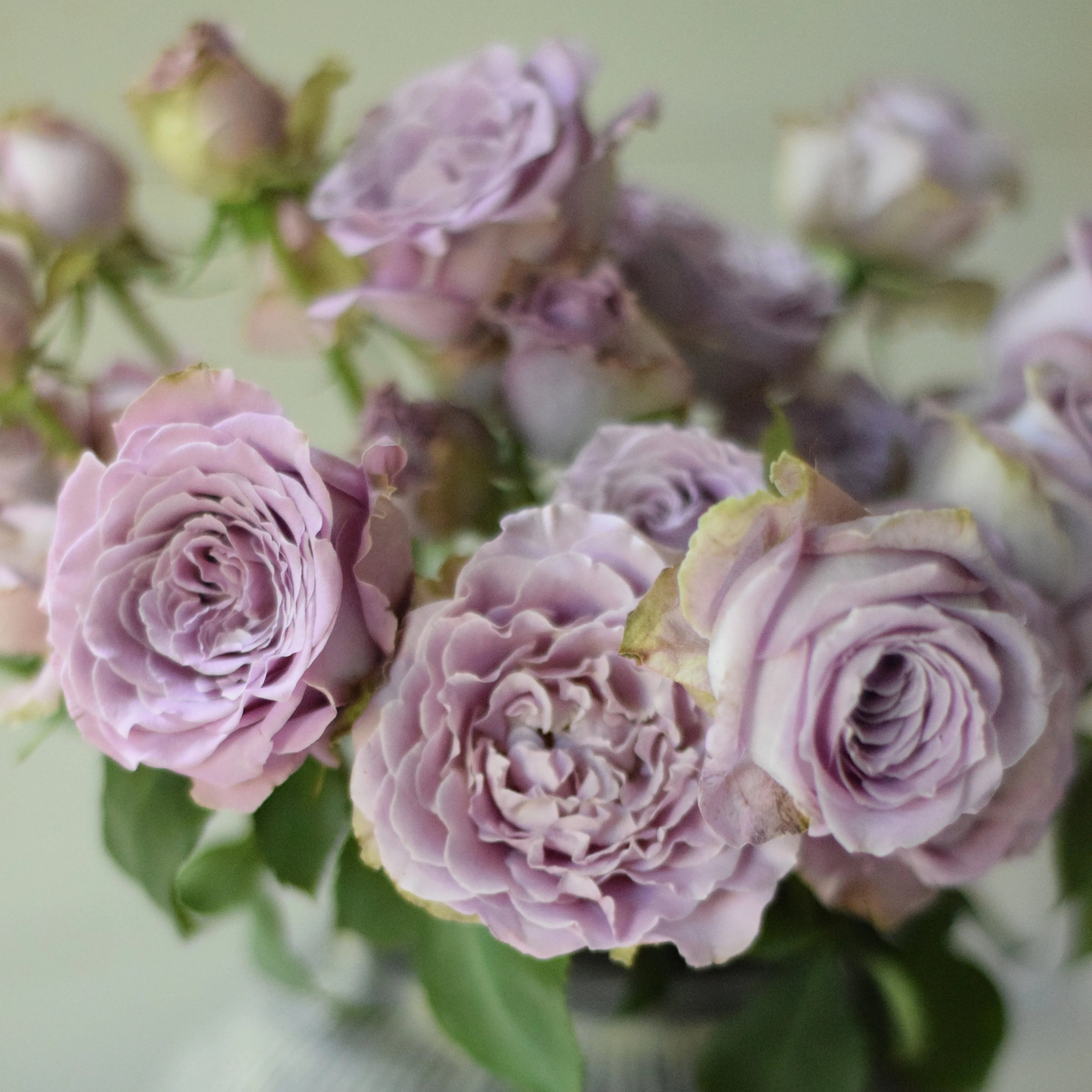 Princess Kaori® Potted Rose Bush