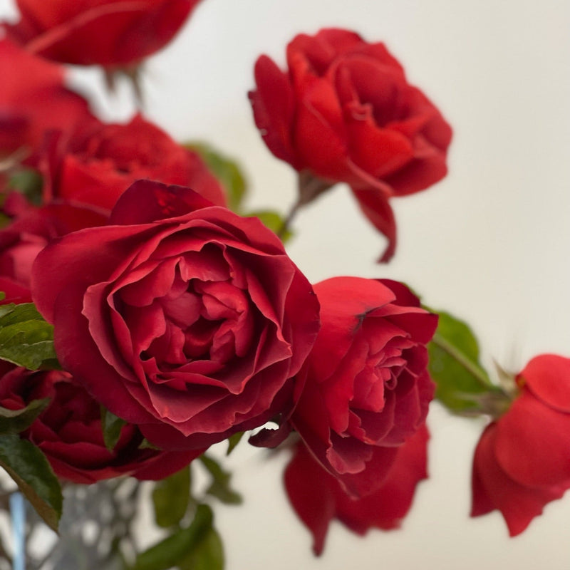 Hot Cocoa™ Potted Rose Bush